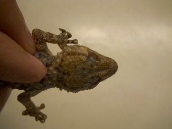 Media type: image;   Herpetology R-183771